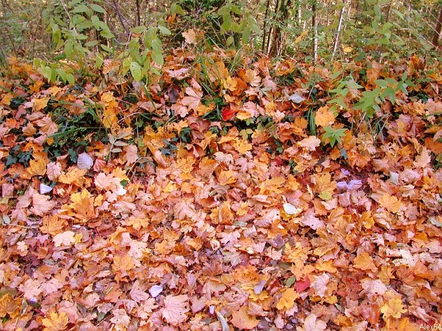 Besanon, les Couleurs Automnales-086.bmp