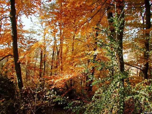 Besanon, les Couleurs Automnales-152.bmp