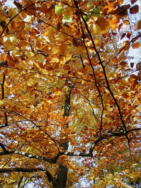 Besanon, les Couleurs Automnales-155.bmp