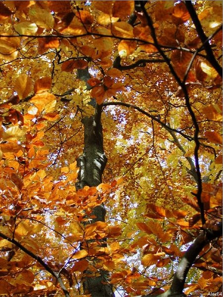 Besanon, les Couleurs Automnales-156.bmp