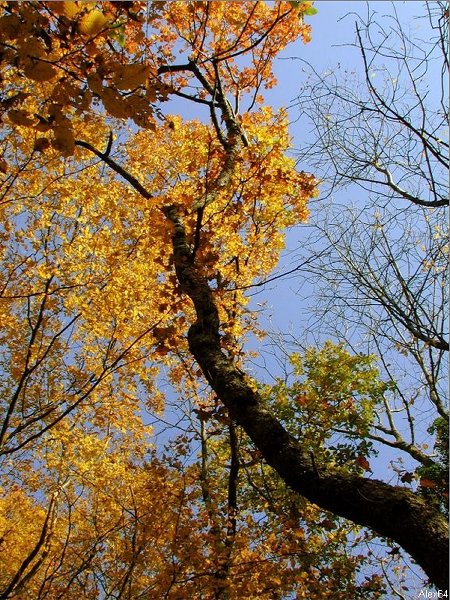 Besanon, les Couleurs Automnales-161.bmp