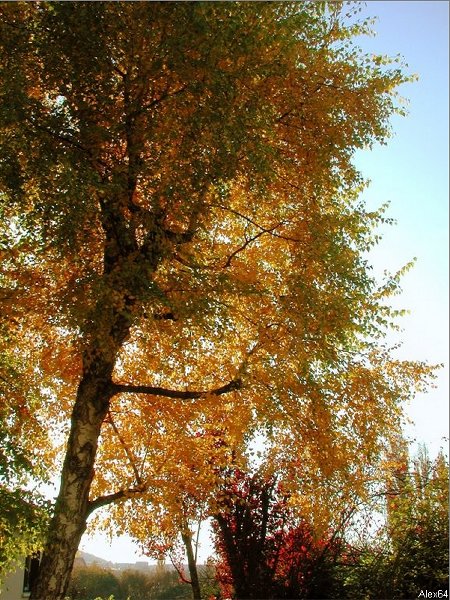 Besanon, les Couleurs Automnales-170.bmp