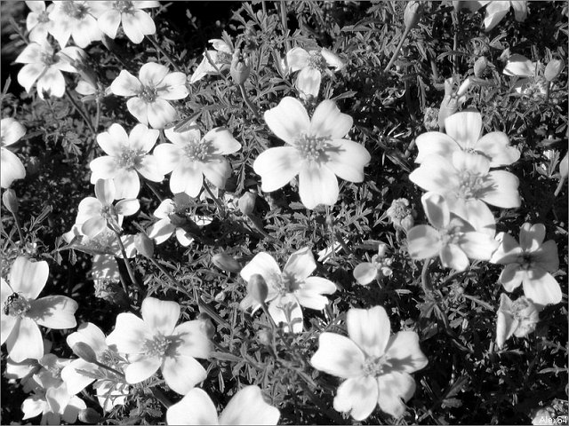 Balade-046