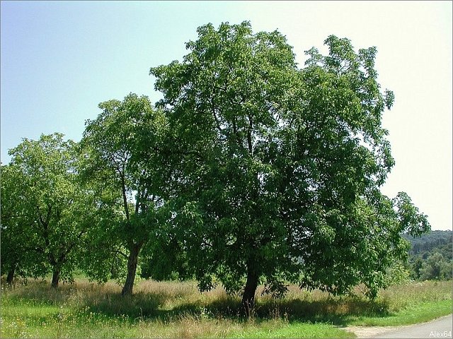 Balade-372
