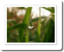 Perle phmre