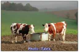 deux vaches  Fontain (doubs)