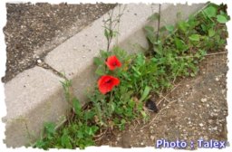 Coquelicots