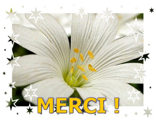 MERCI !