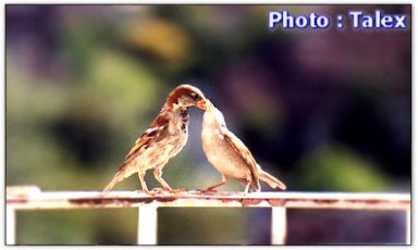 Plume et son p'tiot