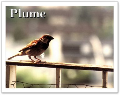 Plume, moineau courageux